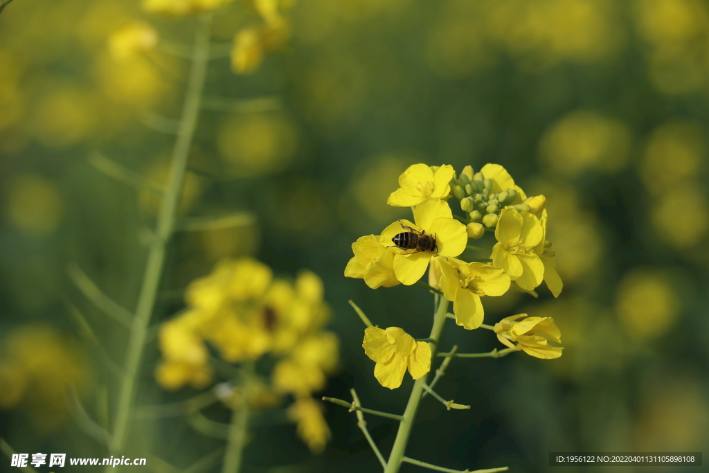 油菜花