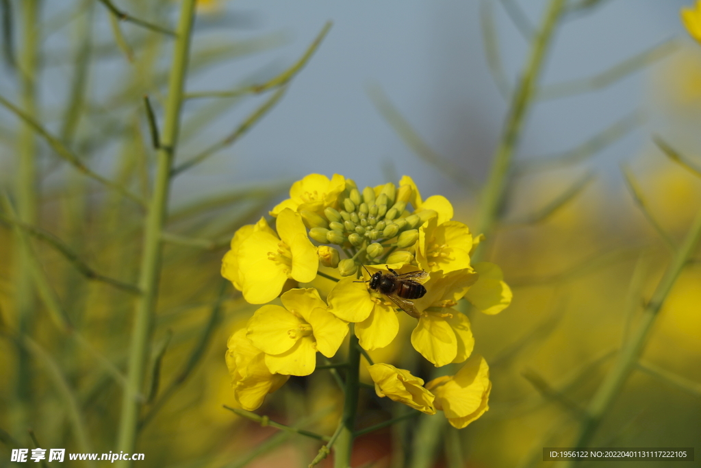 油菜花和蜜蜂