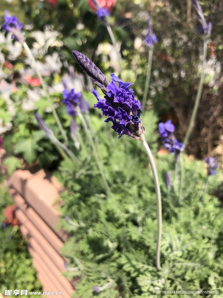 紫色的花