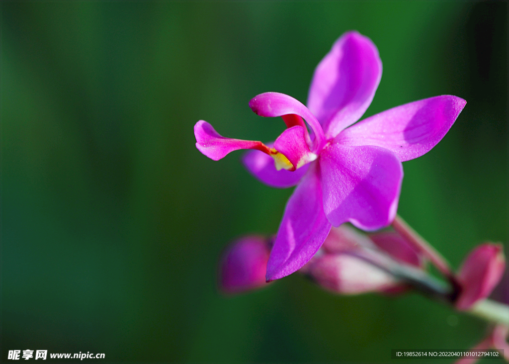 紫花苞舌兰