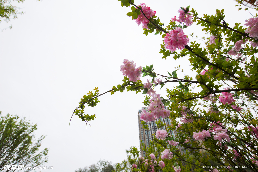 花