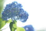 绣球花