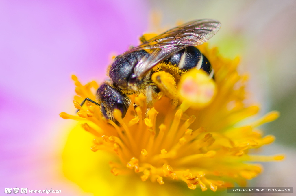 采蜜的密蜂