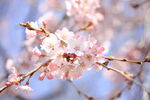 粉色樱花