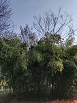 树