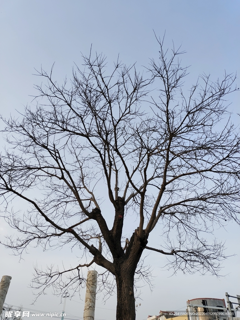 树