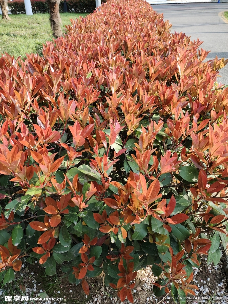 花草