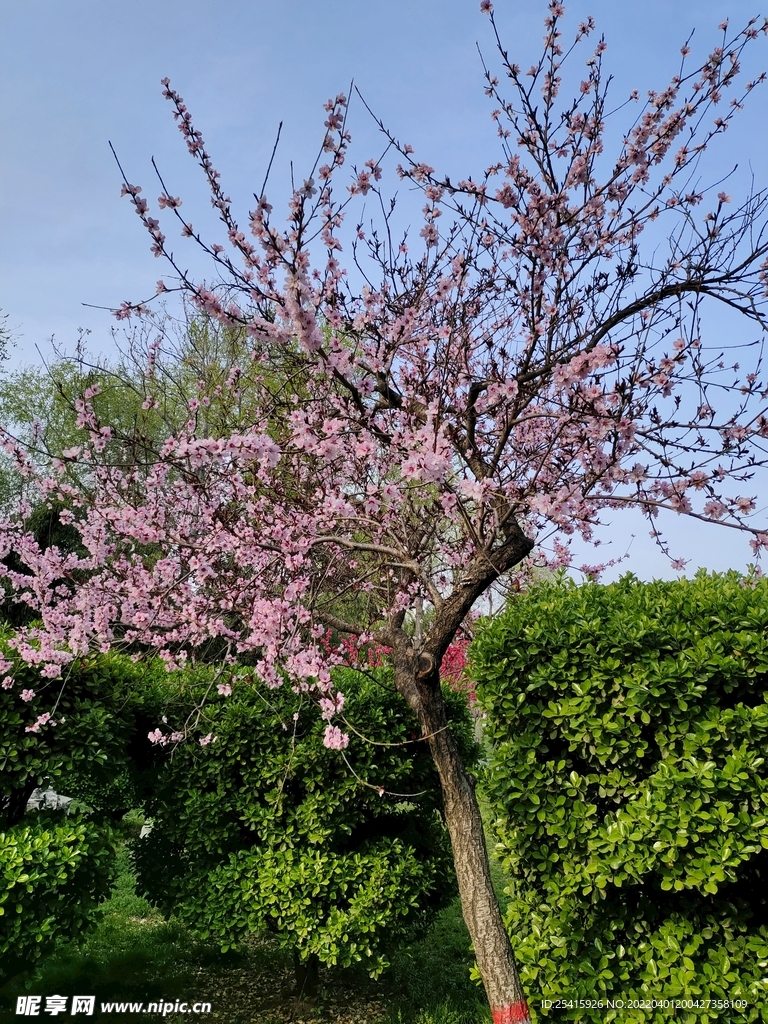 树