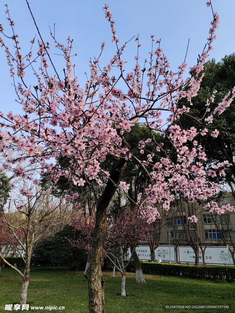 树