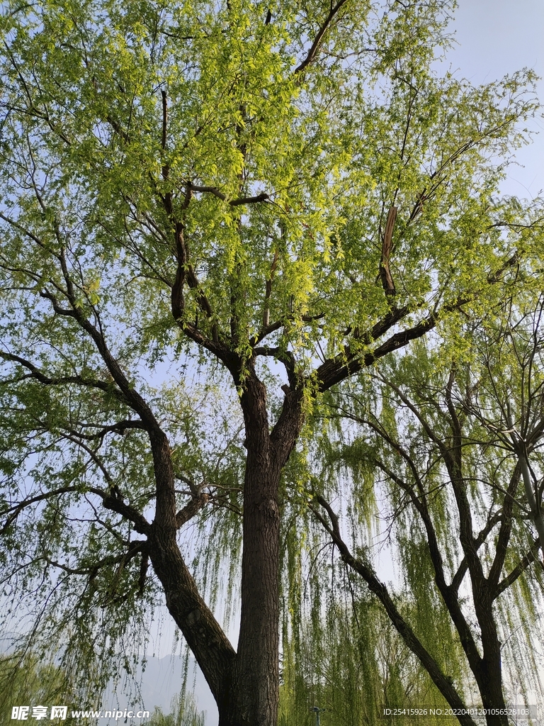 树