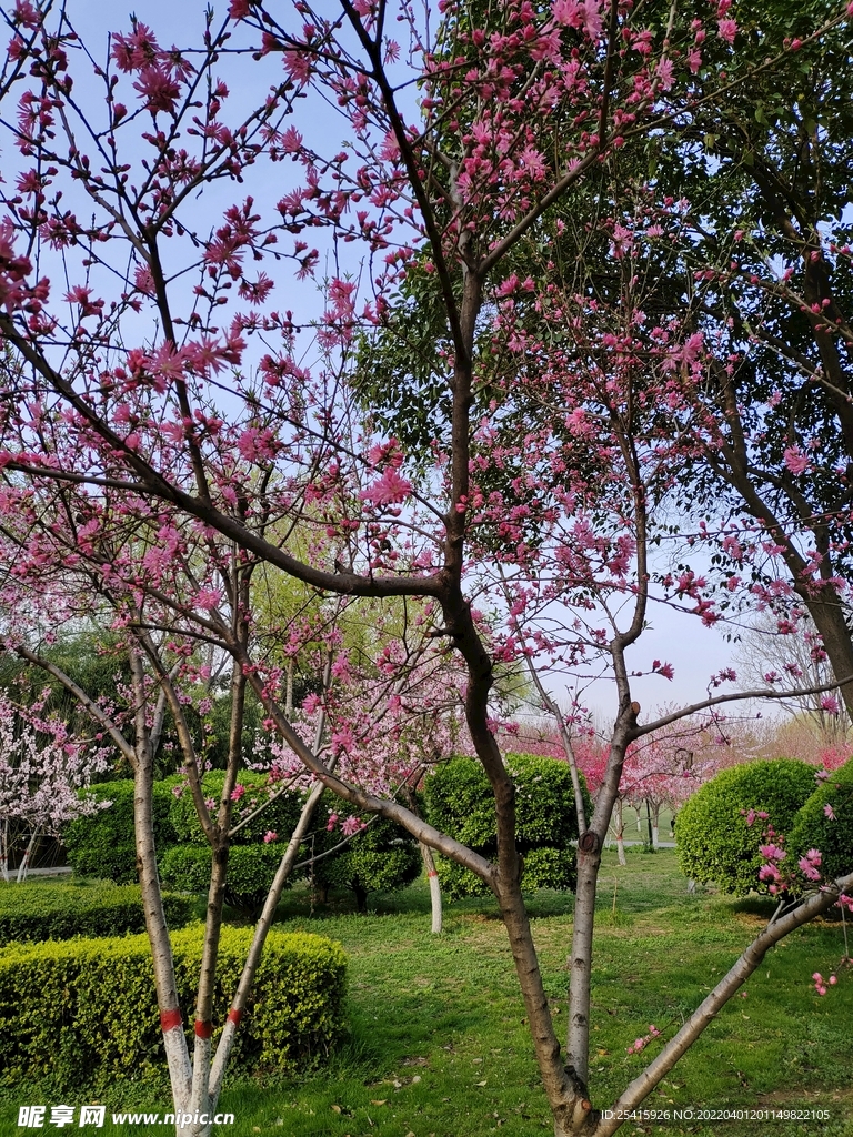 树