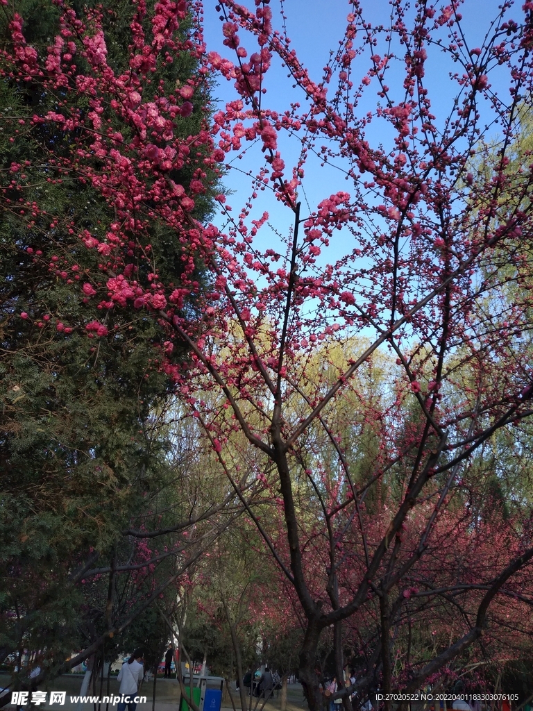 早春  