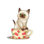 茶杯猫            