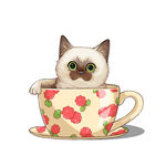 茶杯猫            