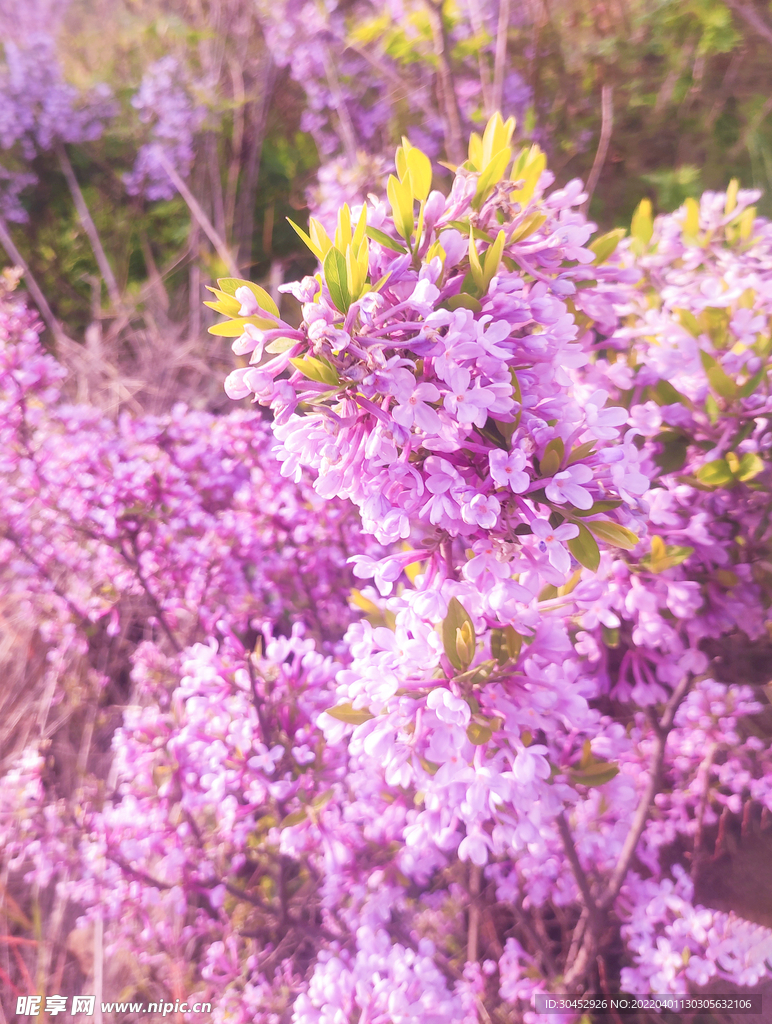 紫色的花