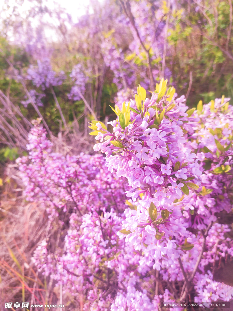 紫色的花