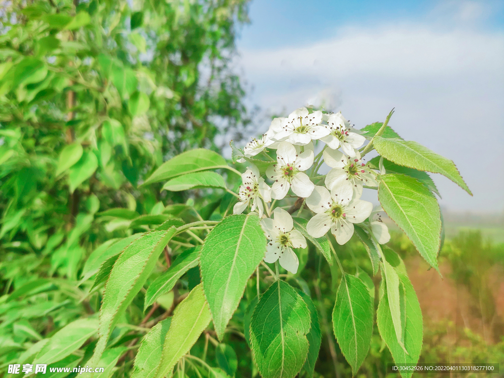 春天的绿树白花