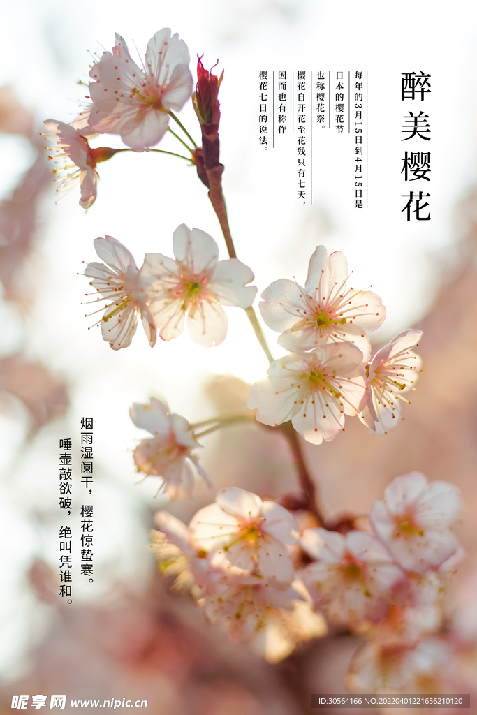 醉美樱花