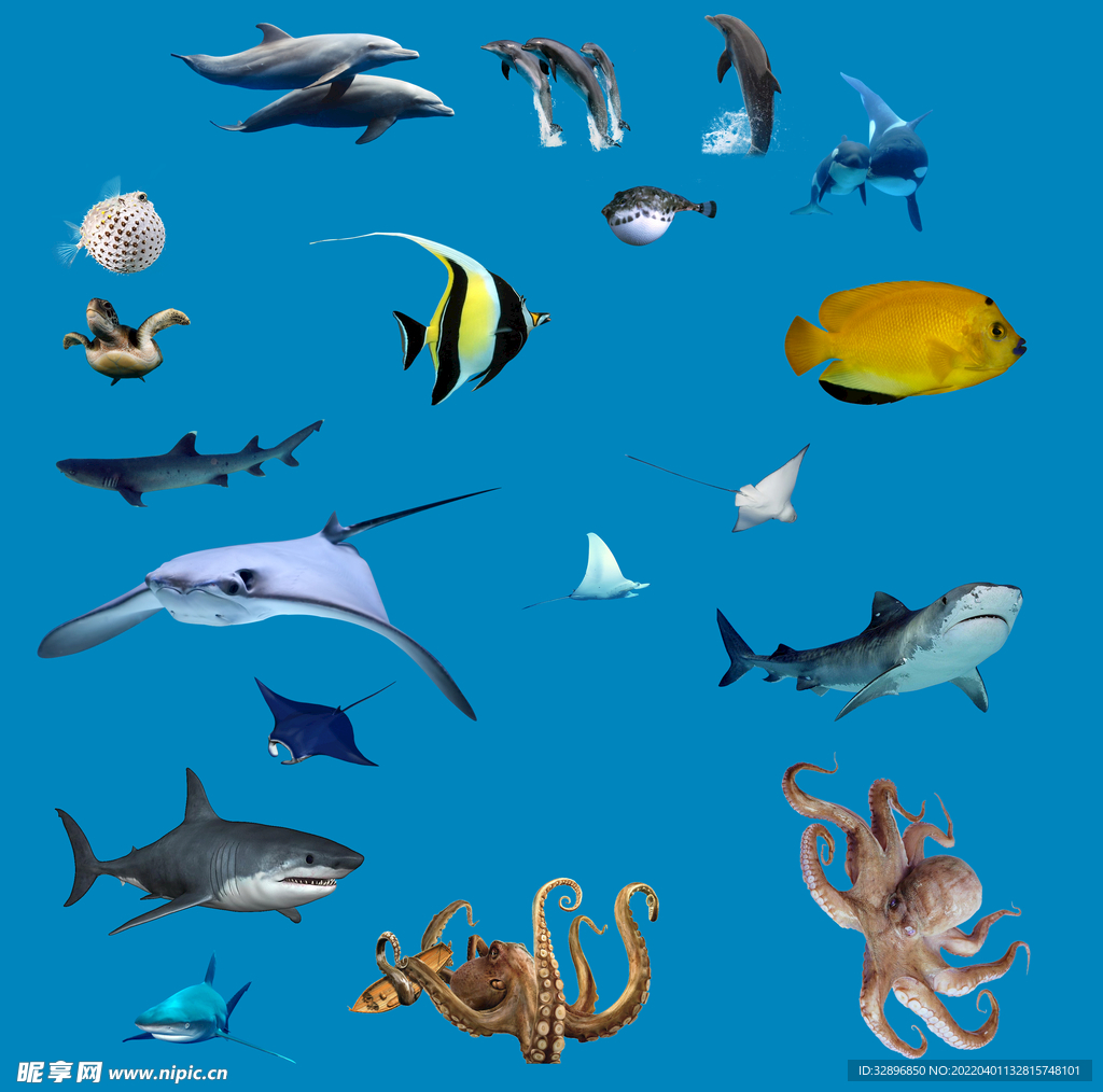 海洋生物