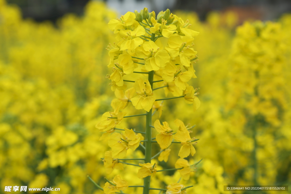 油菜花