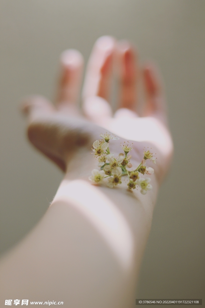 阳光下放在手臂的小花