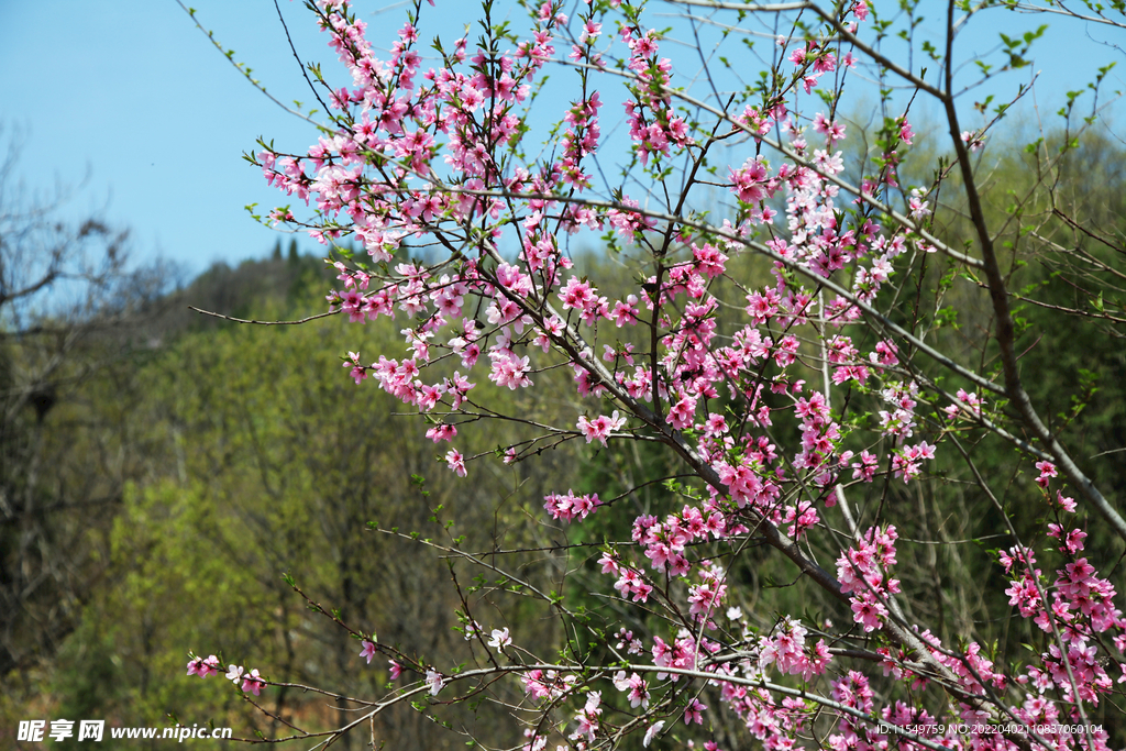 山间桃花