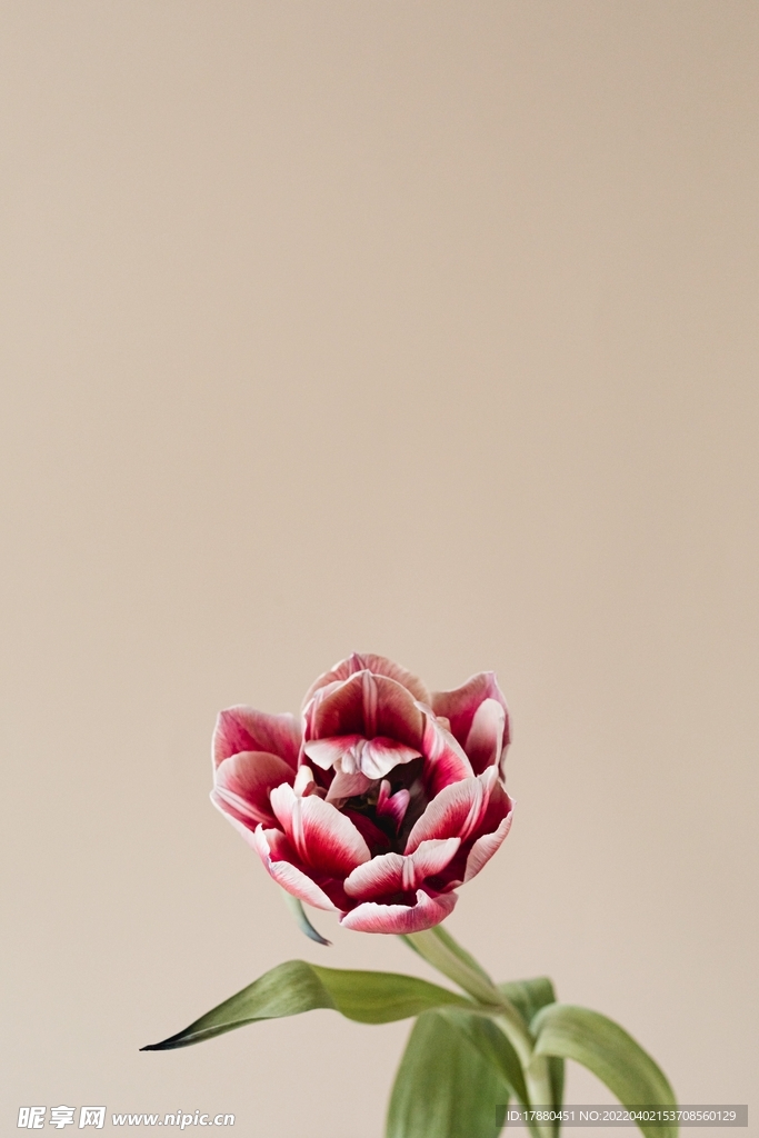 花卉