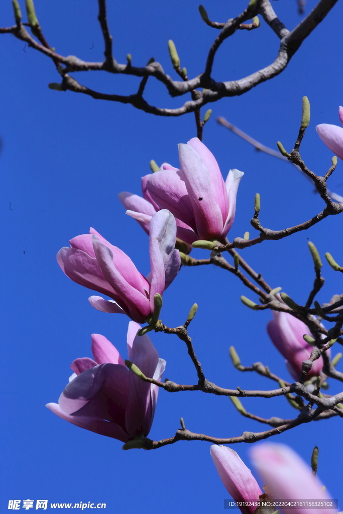 玉兰花 