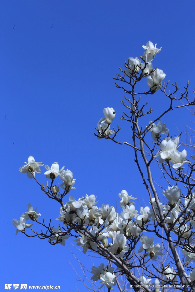 玉兰花