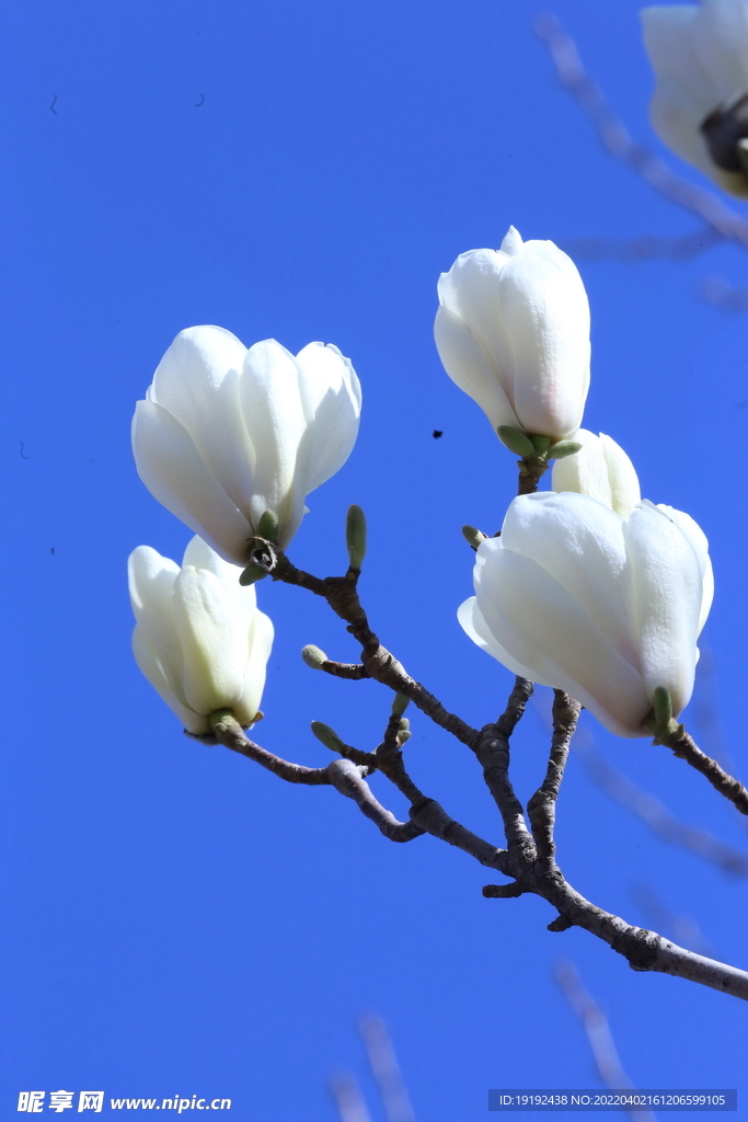 玉兰花