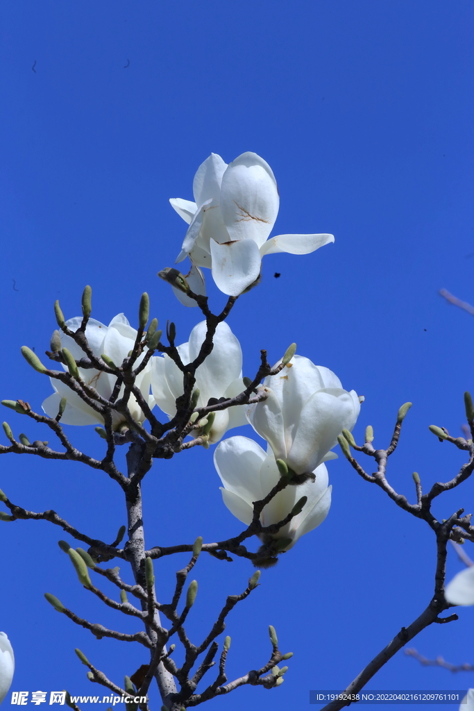 玉兰花 
