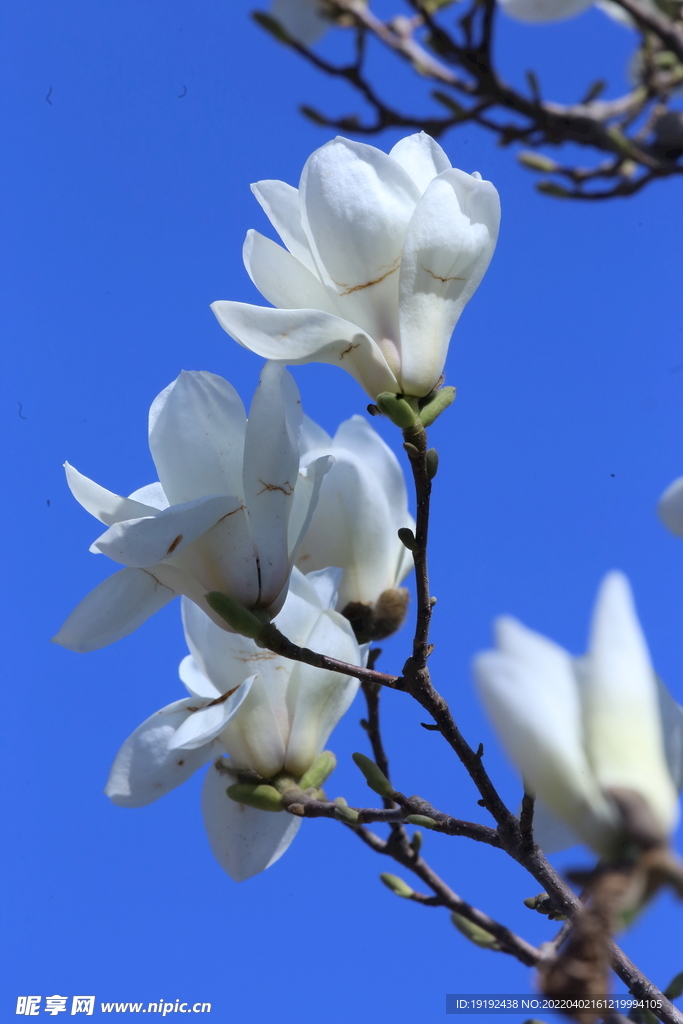 玉兰花 