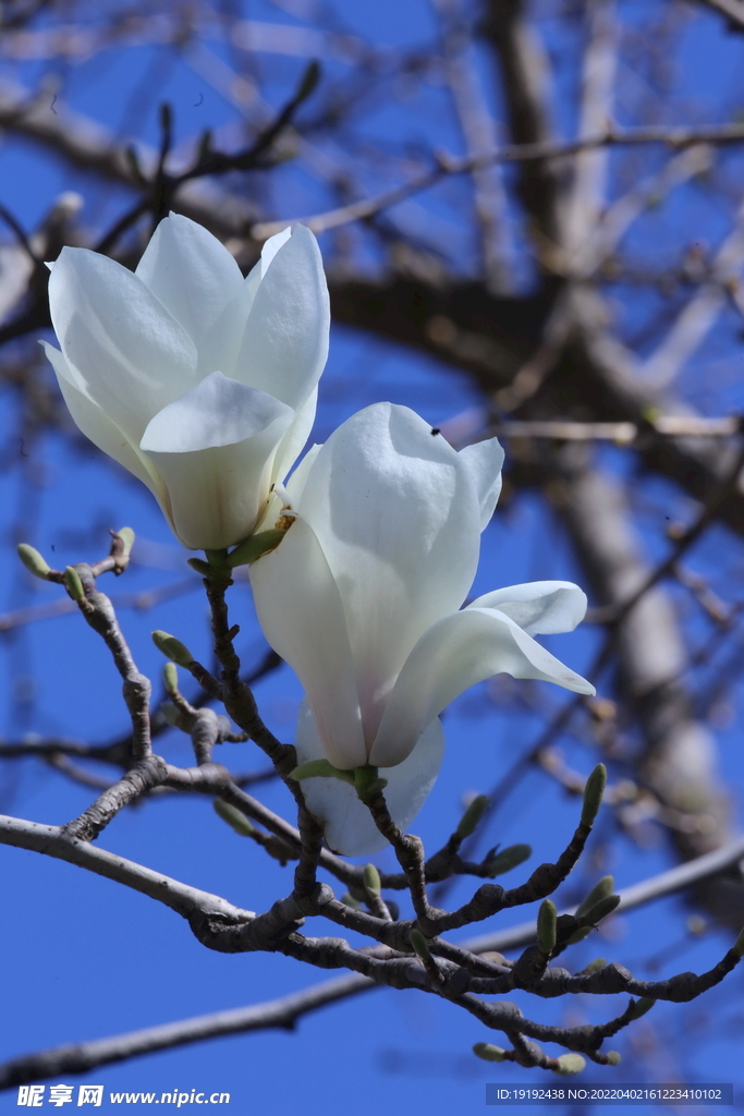 玉兰花 