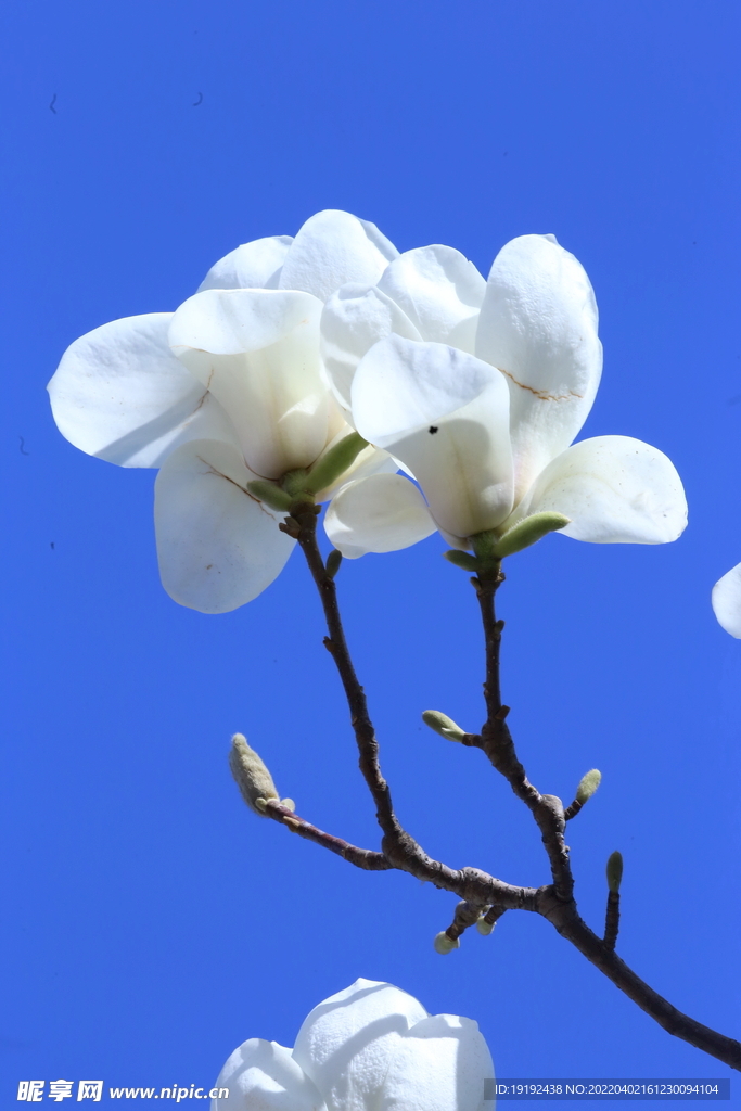 玉兰花