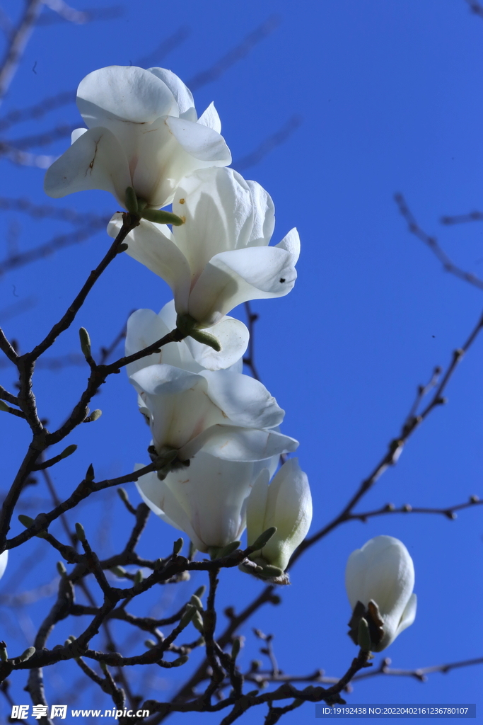 玉兰花 