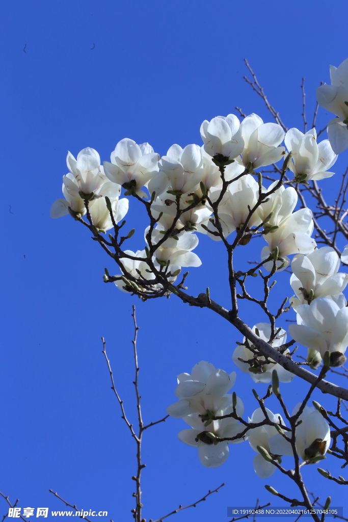 玉兰花