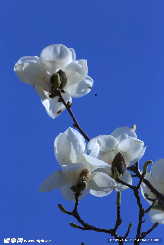 玉兰花