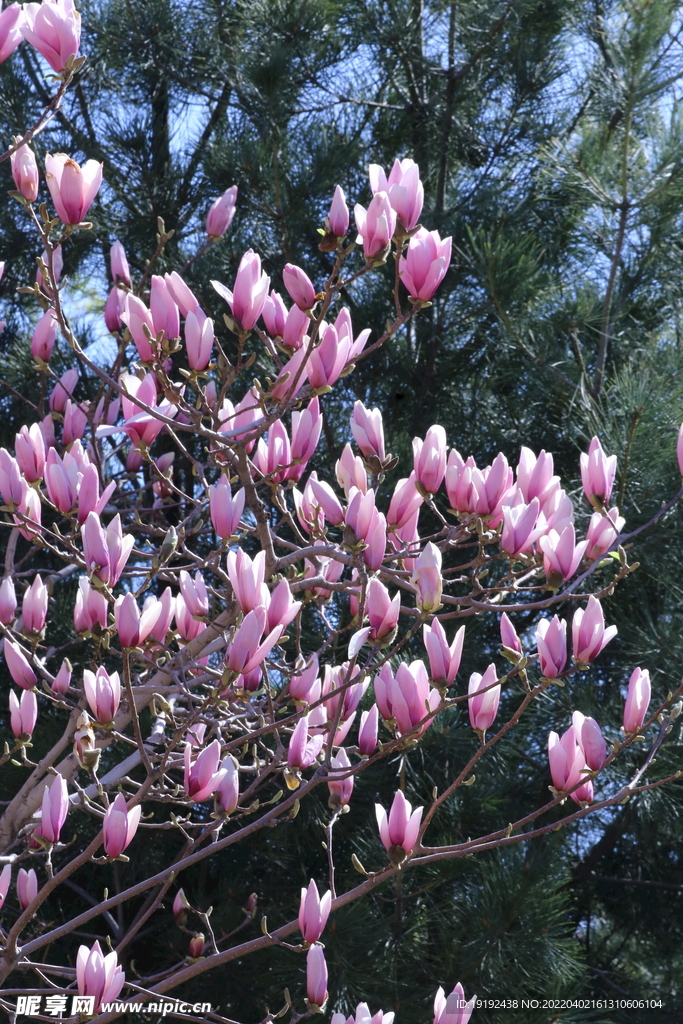 玉兰花 