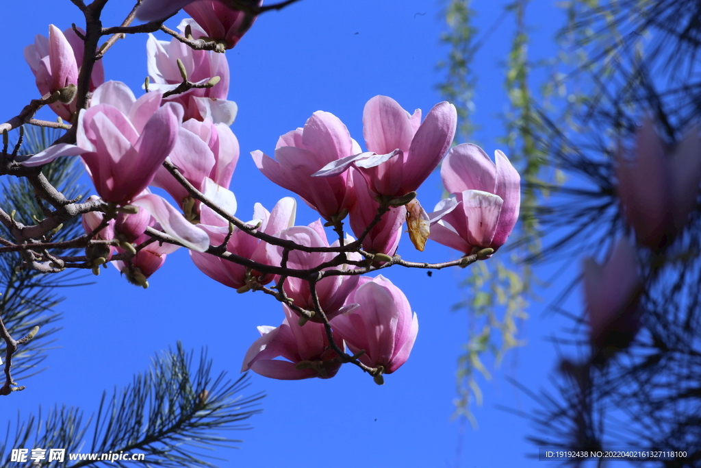 玉兰花