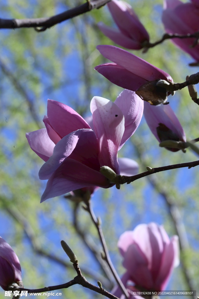 玉兰花 