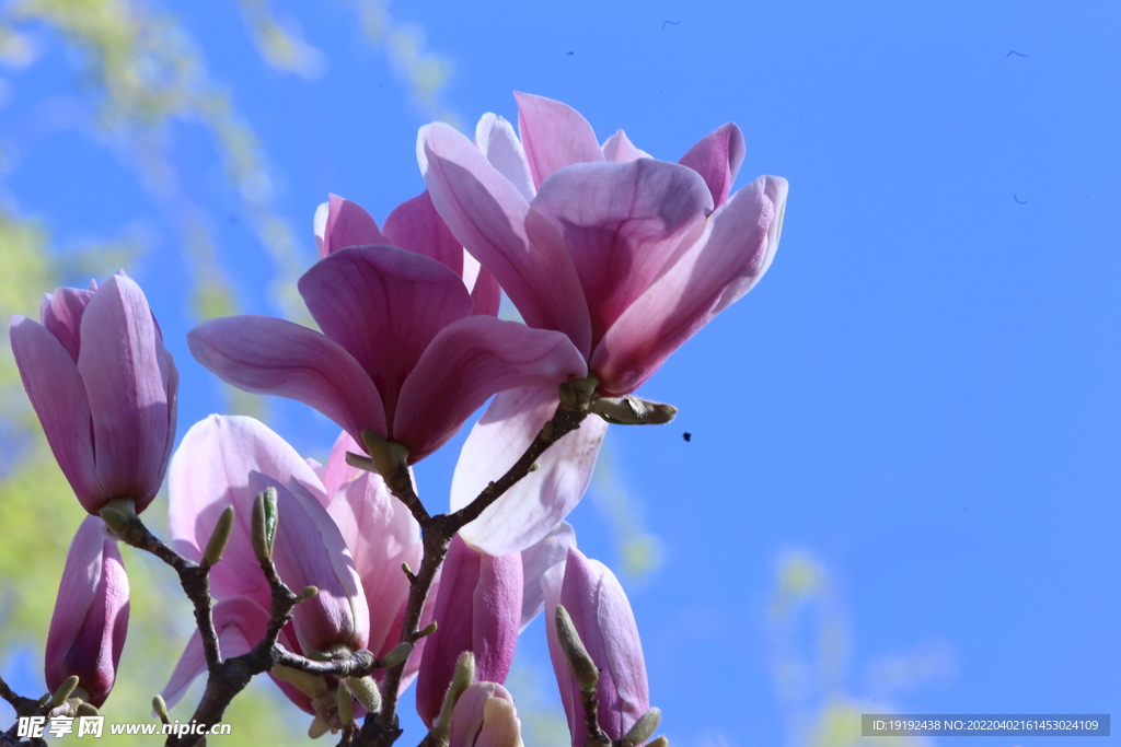 玉兰花