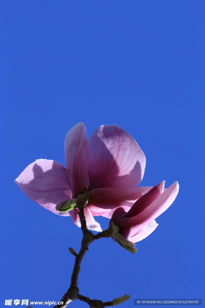 玉兰花