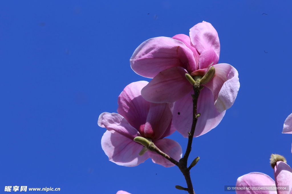 玉兰花