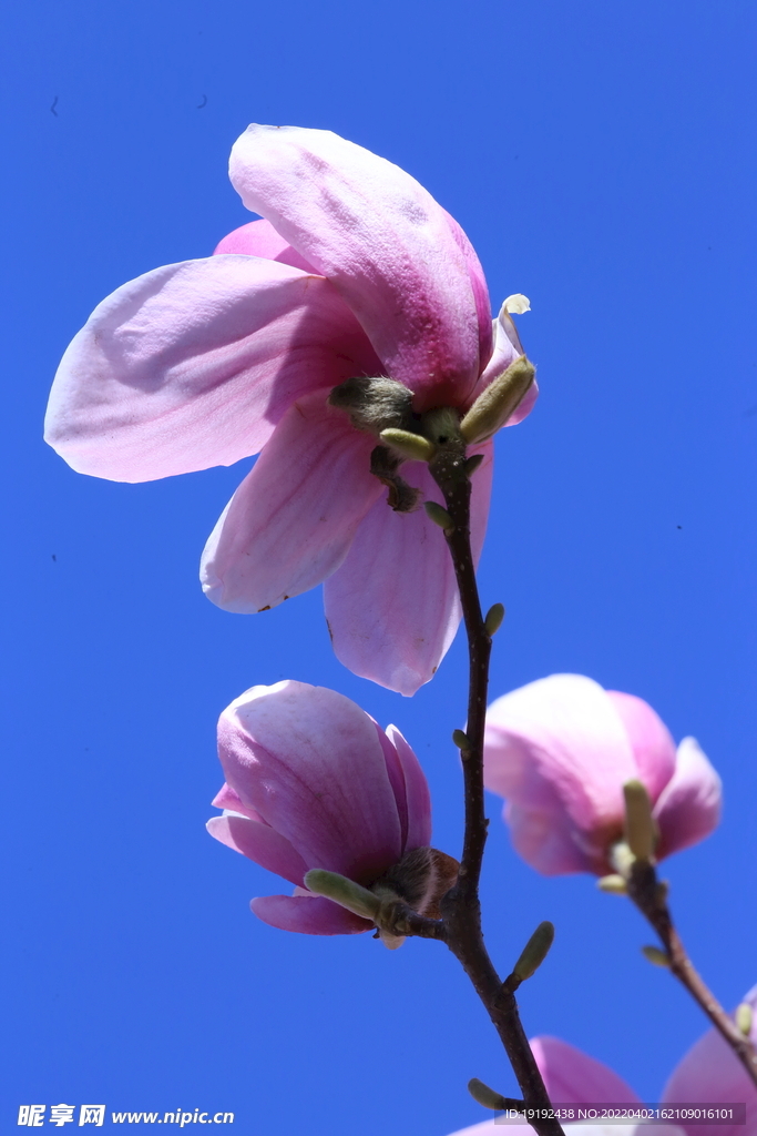 玉兰花