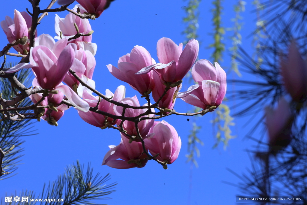 玉兰花