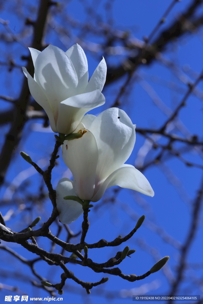 玉兰花 