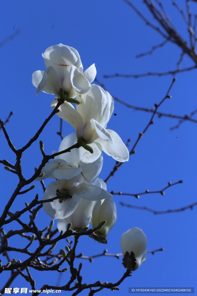 玉兰花 