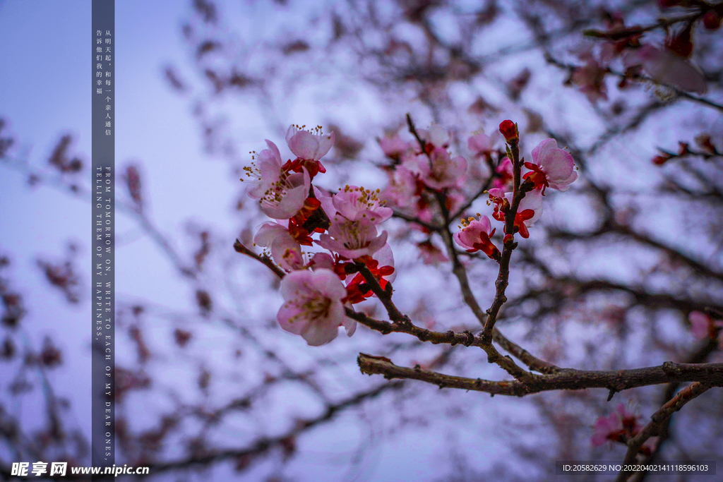 春天的花