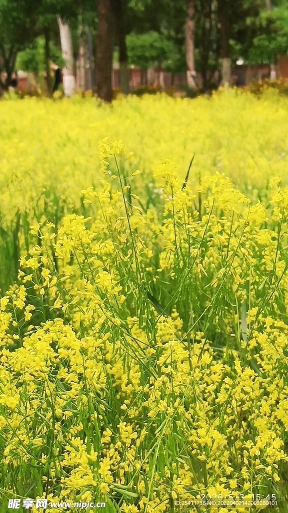  小黄花