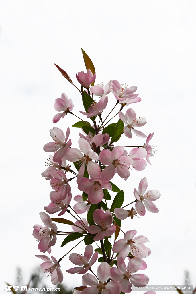 春暖花开